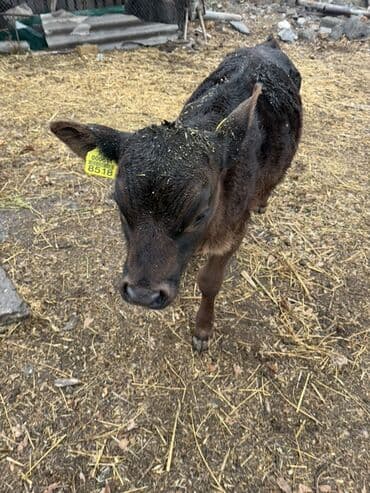 купить калифорнийского червя: Продаю | Музоо, торпок | На откорм | Искусственник — 9