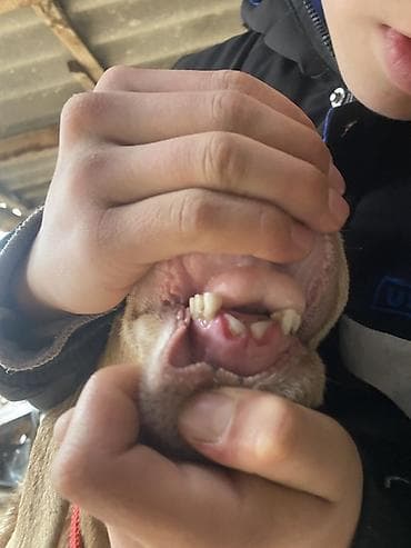 кролики фландр крол крольчата бабочка: Продаю | Овца (самка) | Гиссарская | Для разведения | Племенные — 5