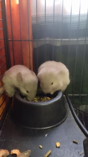 где можно купить ёжика: Молодые шиншиллы (светлый окрас) - Вид: шиншилла, декоративные — 1