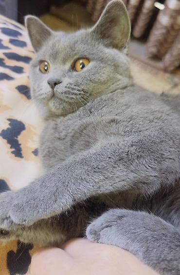 пони конь: Британская короткошёрстная, 9 месяцев, Девочка, Серый, Приучена к лотку, Проглистована, С прививками — 2