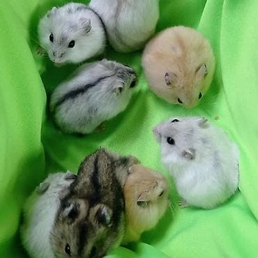 Крысы: Продаются хомячки джунгарские, сирийские, ангорские пушистые хомячки — 4