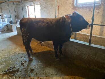 сколько стоит коза дойная купить: Продаю | Бык (самец) | На откорм | Привязанные — 2