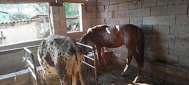 бойцовские курицы: Продаю | Конь (самец), Жеребенок | На забой | Мерин — 6