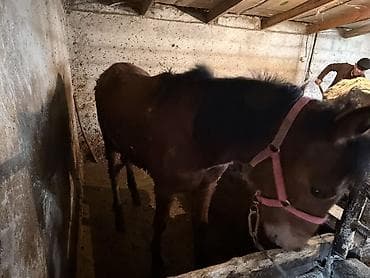 лабрадор собака: 1,5жаш — 4