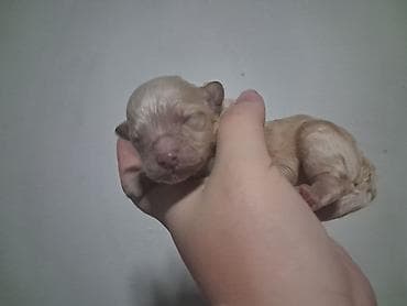 карлики кур: Пудель, 1 месяц, Самка — 4