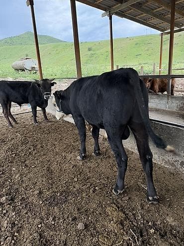 добрый карова: Продаю | Бык (самец) | На откорм | Привязанные — 2