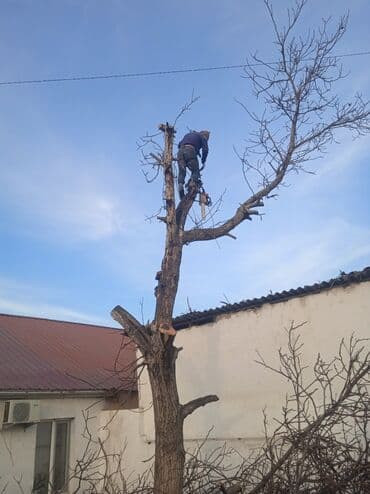 тополы тополя: Тополь карагач и другие е пилим покупаем сами пилим и самовывоз спилим — 3