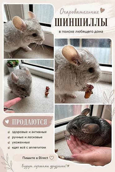 Осторожно… можно влюбиться с первого взгляда 😍🐭 Продаются малыши