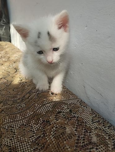 домашние кошки: Белоснежный котёнок с серыми отметинами на лбу и ушках. Крупные — 3