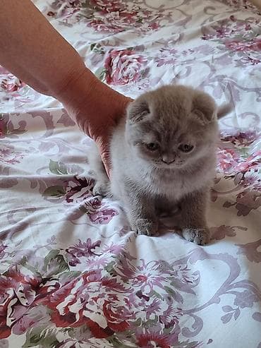 скотиш: Готовятся к продаже котята (скоттиш страйт и скоттиш фолд девочки — 5