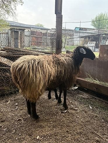 байтал бее: Продаю | Овца (самка), Ягненок | Для разведения | Матка — 3