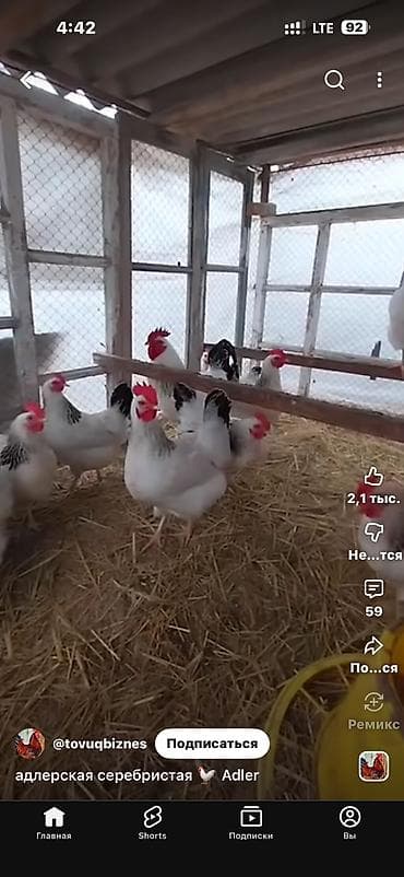 яйцо индюка купить: Продаются инкубационные яйца. Порода Адлеровская. 30 сом за штуку — 3