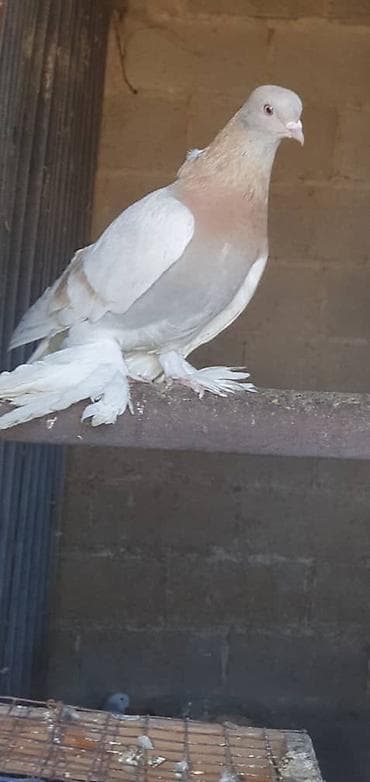 охотничьи собаки купить: Породистые голуби все породы и возраста декоративно- все очень — 3