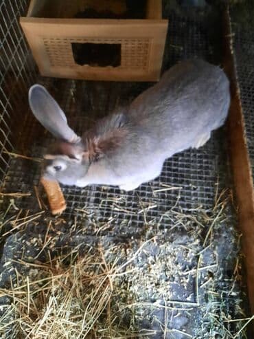 Perodua: Продам не спеша. Крольчиха 1 год 3 месяца — 2