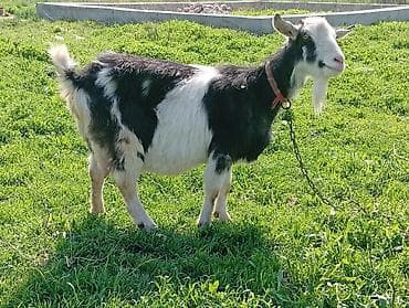 черно пестрая: Продаю | Коза (самка) | Полукровка | Для молока — 4
