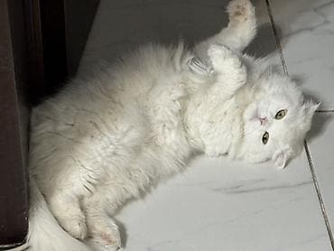 Скотиш Фолд (Шотландская вислоухая), 3 года, Девочка, Белый, Кастрирована, Приучена к лотку, Проглистована — 4