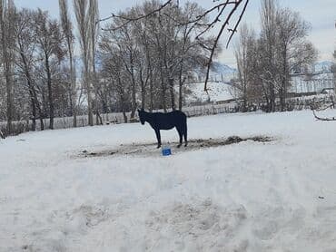 куплю собаку недорого: Продаю | Жеребенок | Дончак, Полукровка | Для разведения, Конный спорт — 2