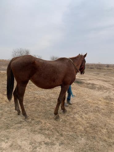 ко шомо: Продаю | Кобыла (самка) | Английская | Рабочий — 3