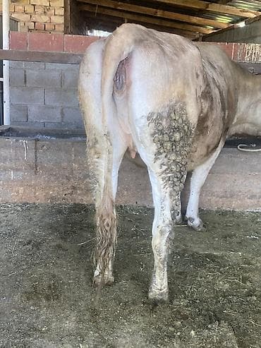 бурманская кошка: Продаю | Корова (самка) | Для разведения, Для молока | Привязанные — 5