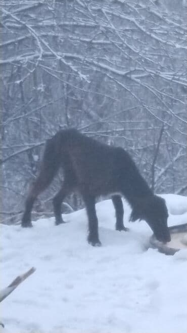 собака жалал абад: Щенки (подростки) средних/крупных дворняжек. Описание: - Тип — 1