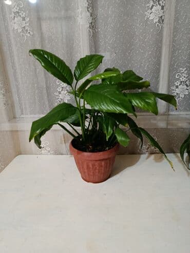 день сяпина: Спатифиллум (женское счастье) в горшке. - Компактный куст с крупными — 1