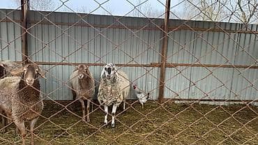 уй животных: Продаю | Овца (самка) | Для разведения — 2