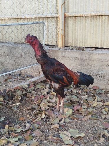 сельскохозяйственные животные продажа: Продаю | Куры — 13