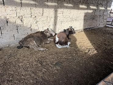 Продаю | Музоо, торпок | На откорм at lalafo.kg Продаю | Музоо, торпок | На откорм