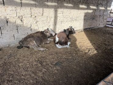 откорм: Продаю | Музоо, торпок | На откорм — 1