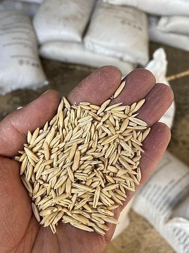 ош ишкаван: Сулуу овса семена оптом 15тона 👍🤝✅✅✅♻️♻️♻️Бишкек ит базар адрес — 3