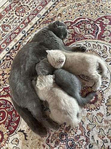 черные котята: Британская короткошёрстная, 2 месяца, Мальчик, Голубой, Приучена к лотку — 3