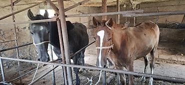 животные кошка: Продаю | Кобыла (самка) | Рабочий — 2