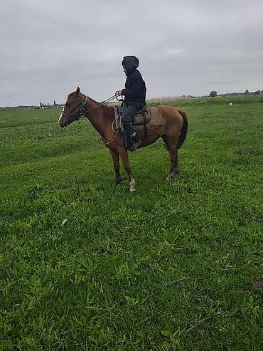 мышык сатам: Сатам | Жылкы (эркек) | Жумушка — 1