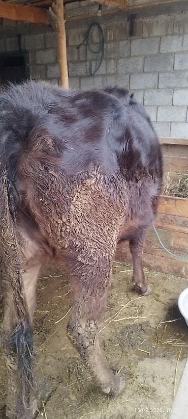 орпингтон куры: Продаю | Корова (самка) | На откорм | Привязанные — 5
