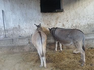 кошки балыкчы: Ослы (2 головы) - Вид: домашние ослы, средний рост. - Окрас: серый и — 1