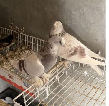 продажа щенков немецкой овчарки в бишкеке с документами: Продается такла пара — 2