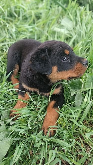 продам лабрадора: Щенок ротвейлера - Порода: ротвейлер (чистые породные признаки по — 3