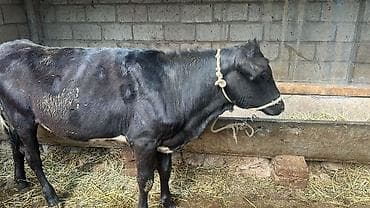 кекилик бишкек: Сатам | Кунаажын | Симментал | Союуга, Көбөйтүү үчүн, Сүт алуу үчүн | Асыл тукумдуу, Кысыр, Жасалма уруктандырылган — 8