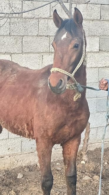 Продаю | Жеребец