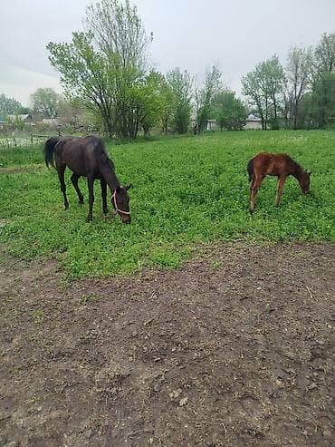 прокат лошади: Продаю | Кобыла (самка) | Для разведения — 1