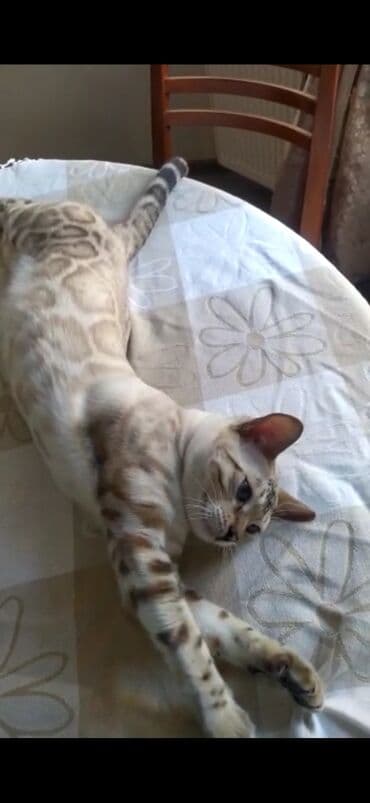 английский бульдог бишкек: Бенгальская, 2 года, Мальчик, Белый, Кастрирована, Проглистована, С документами — 1