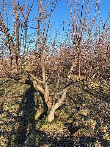 помидор цена: Саженцы яблони «Молдованский полукарлик» (летний сорт) - Возраст — 1