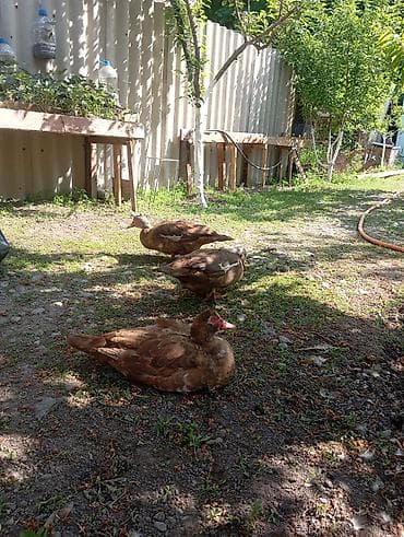 продам индоуток: Мускусные утки (индоутки), шоколадный окрас. - Порода: мускусная — 2