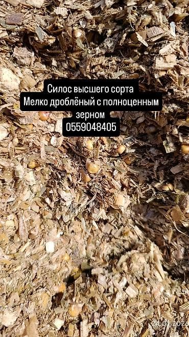 бычки продают: СИЛОС — 1