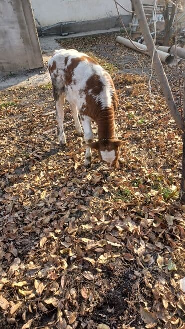 племенные коровы молочные купить: Продаю | Музоо, торпок | Для разведения, Для молока — 7