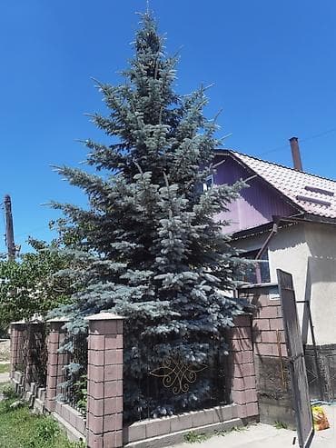 грин лиф: Продам голубой ель — 2