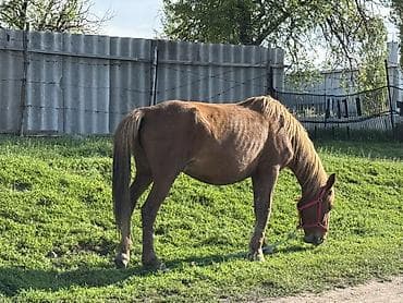 кызыл октябрь: Сатам | Бээ (ургаачы) | Сүт алуу үчүн, Жумушка | Мерин, Жасалма жол менен боозутуу, Асыл тукумдуу — 3