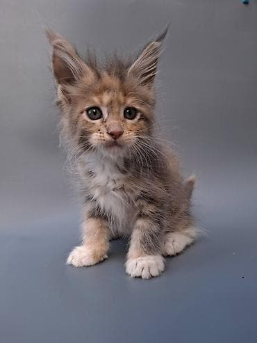 Котёнок породы мейн‑кун, чистокровная документы подтверждающее — 3