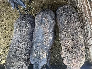 голубая рыбка: Продаю | Баран (самец) | На забой, Для разведения | Матка — 5