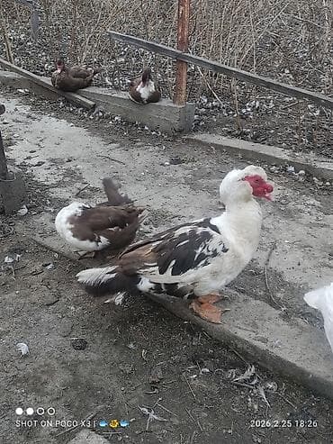 отдам животных в хорошие руки: САМКИ И САМЦЫ КРОЛИКОВ от 4-5мес до года в ЧолпонАте, есть доставка — 6